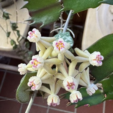 Tiny-leaf Porcelain Flower Hoya