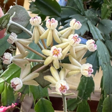 Tiny-leaf Porcelain Flower Hoya