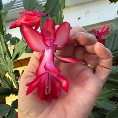 Zygocactus,Thanksgiving Cactus