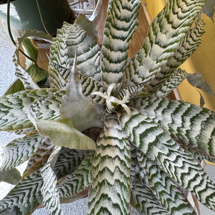 Plant image Cryptanthus zonatus 'Zebrinus'