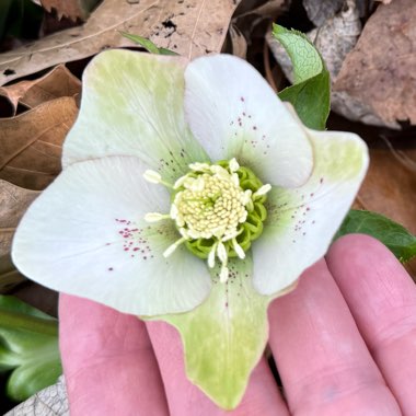 Hellebore