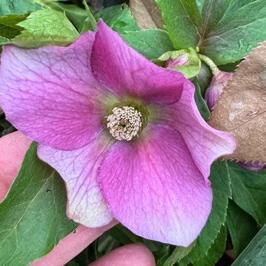 Hellebore