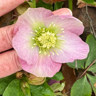 Hellebore