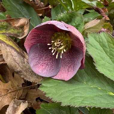 Hellebore