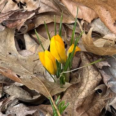 Crocus (Spring)