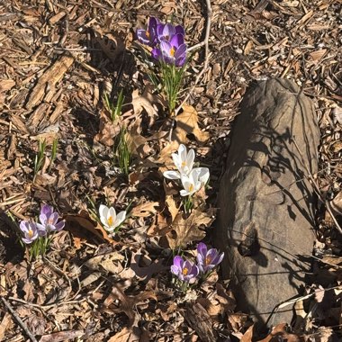 Crocus (Species) Crocus suworowianus