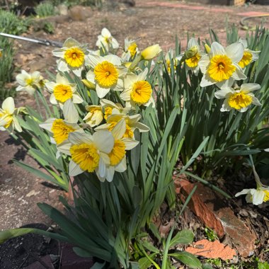 Daffodil