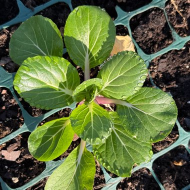 Pak Choi