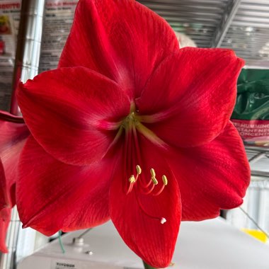 Hippeastrum (Amaryllis)