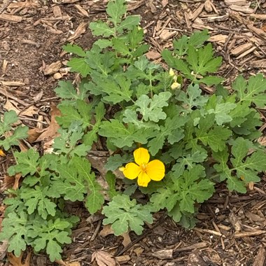 Celandine poppy