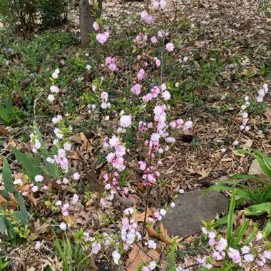 Flowering Almond