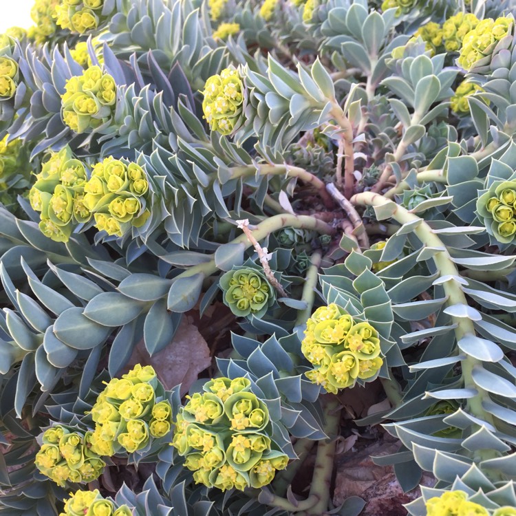 Plant image Euphorbia myrsinites