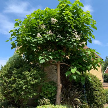 Catalpa bignonioides  syn.Catalpa catalpa, Catalpa syringaefolia