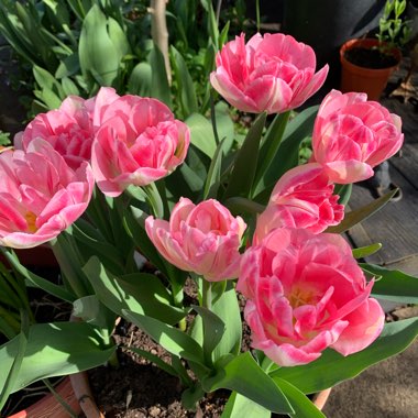 Tulipa 'Angelique'