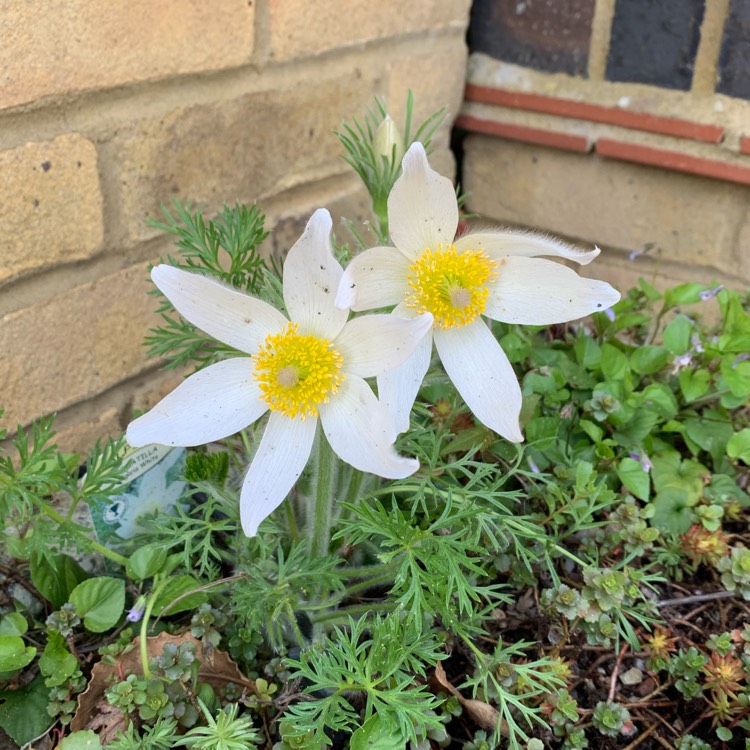 Plant image Pulsatilla vulgaris 'Perlen Glocke' syn. Pulsatilla vulgaris 'Pearl Bell'