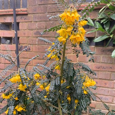 Sophora microphylla 'Sun King'