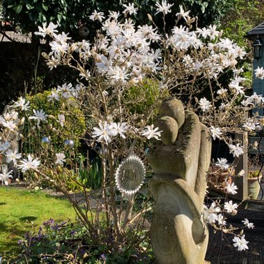 Magnolia stellata