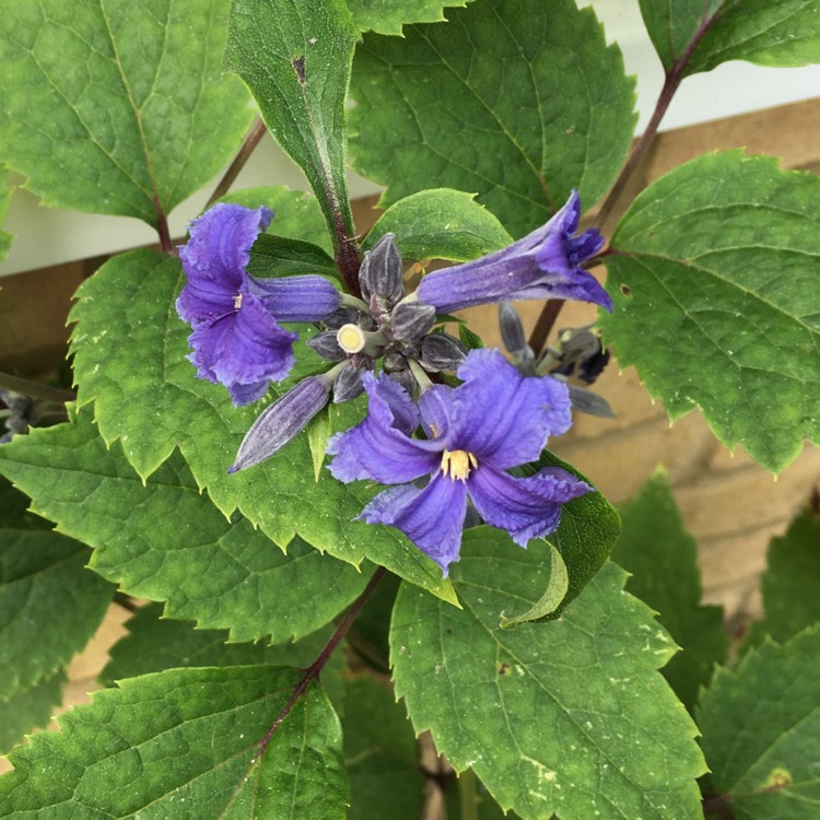 Plant image Clematis 'New Love'