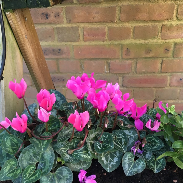 Plant image Cyclamen cyprium