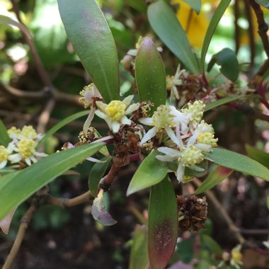 Drimys Lanceolata syn. Drimys aromatica  ;  Tasmannia lanceolata