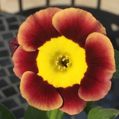 Primula auricula 'Piers Telford'