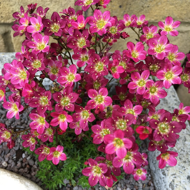 Plant image Saxifraga 'Peter Pan'