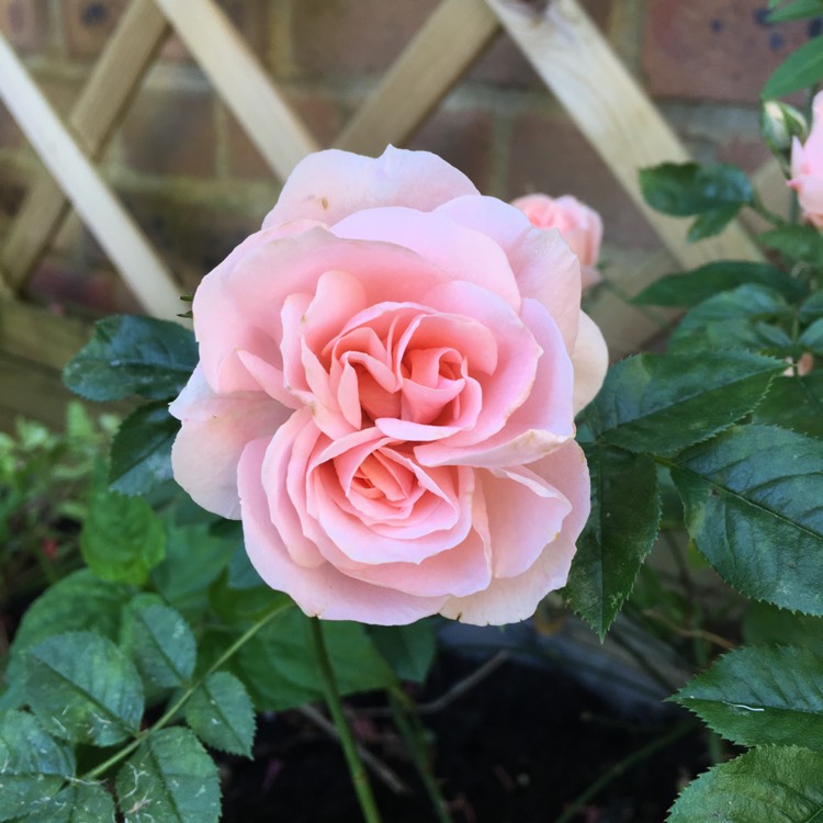 Plant image Rosa 'Lovely Bride'