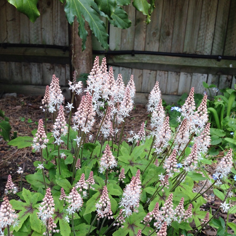 Plant image Tiarella cordifolia