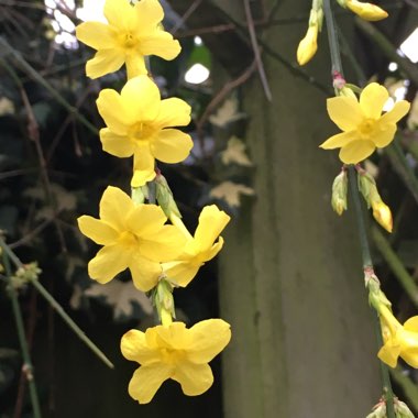 Jasminum nudiflorum