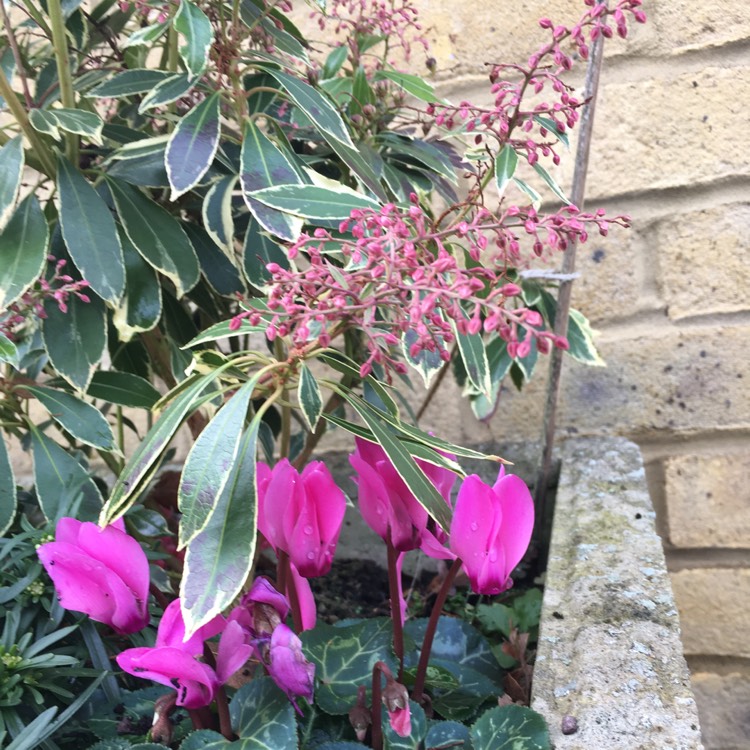 Plant image Pieris japonica 'Katsura'