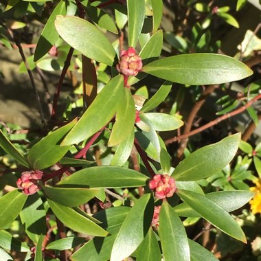 Drimys Lanceolata syn. Drimys aromatica  ;  Tasmannia lanceolata