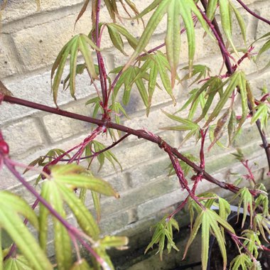 Acer Palmatum 'Osakazuki'