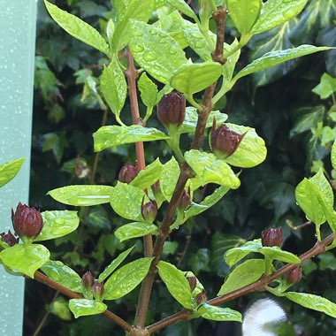 Calycanthus floridus