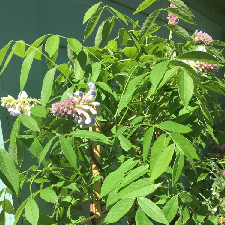 Plant image Wisteria frutescens 'Amethyst Falls'