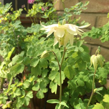 Aquilegia vulgaris var. stellata 'White Barlow'