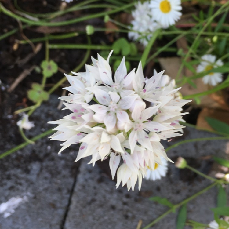 Plant image Allium amplectens 'Graceful Beauty'