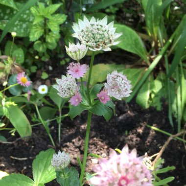 Astrantia major 'Pink Pride'