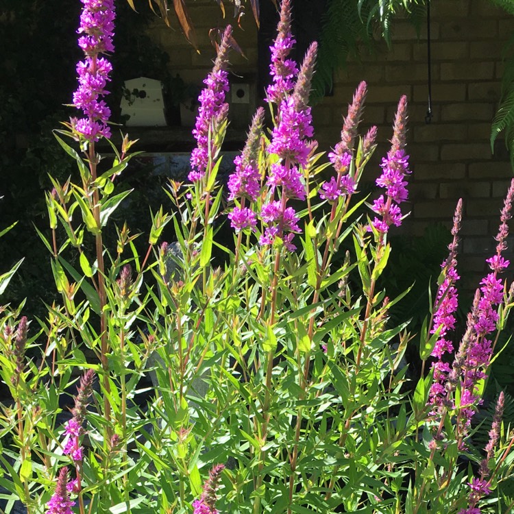 Plant image Lythrum Virgatum 'Dropmore Purple'