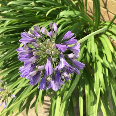 Agapanthus