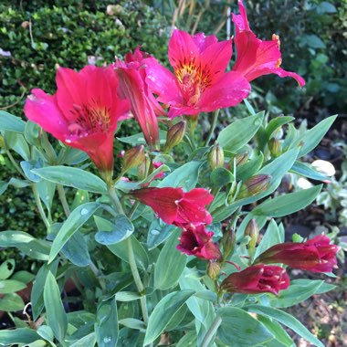 Alstroemeria 'Red Elf'