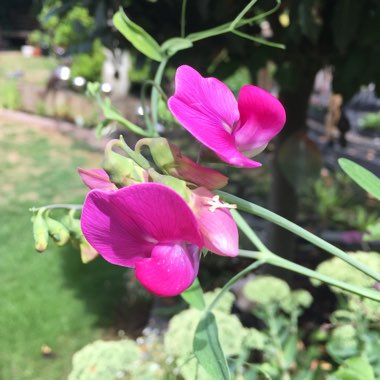 Lathyrus latifolius