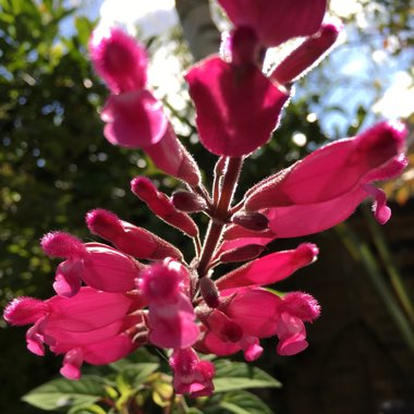 Salvia Involucrata 'Bethellii'