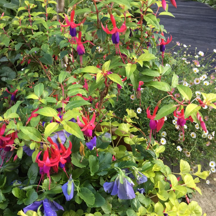 Plant image Fuchsia 'Rocket Fire'