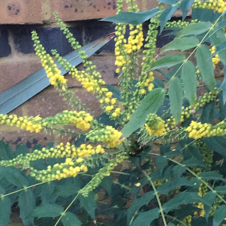 Plant image Mahonia japonica 'Bealei'