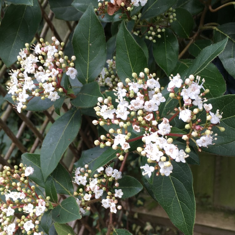 Plant image Viburnum x burkwoodii