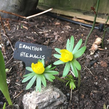 Eranthis hyemalis