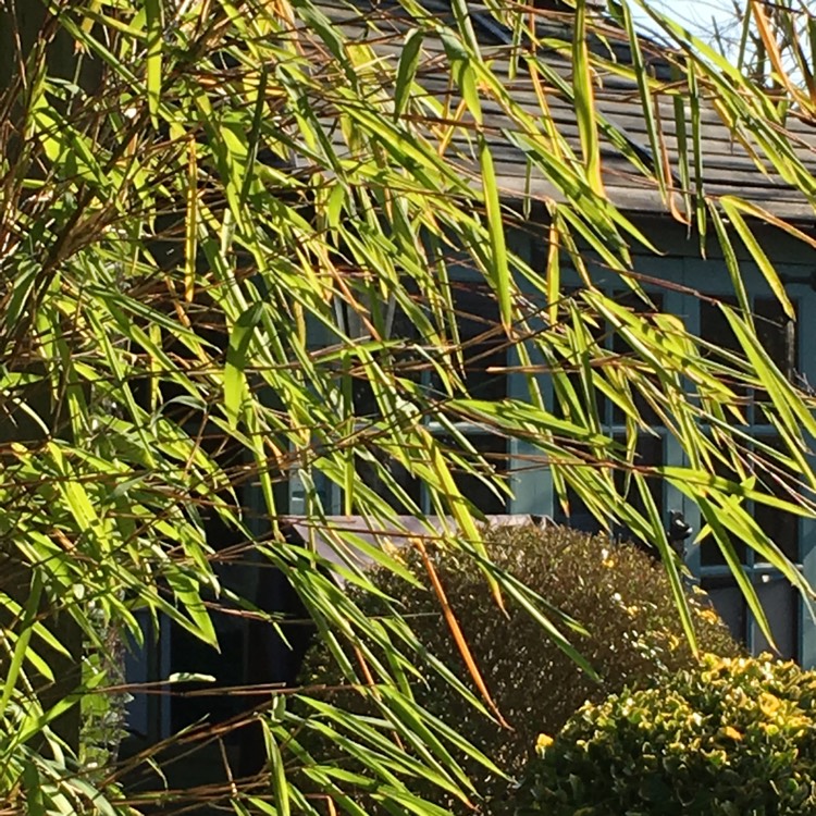 Plant image Phyllostachys aurea 'Albovariegata'