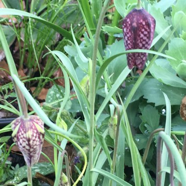 Fritillaria meleagris