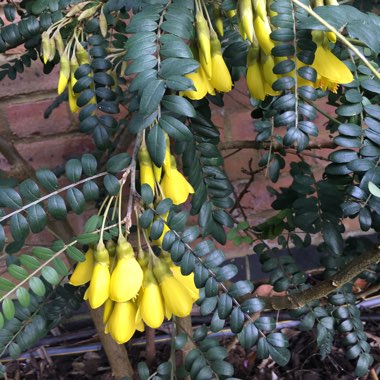 Sophora microphylla 'Sun King'