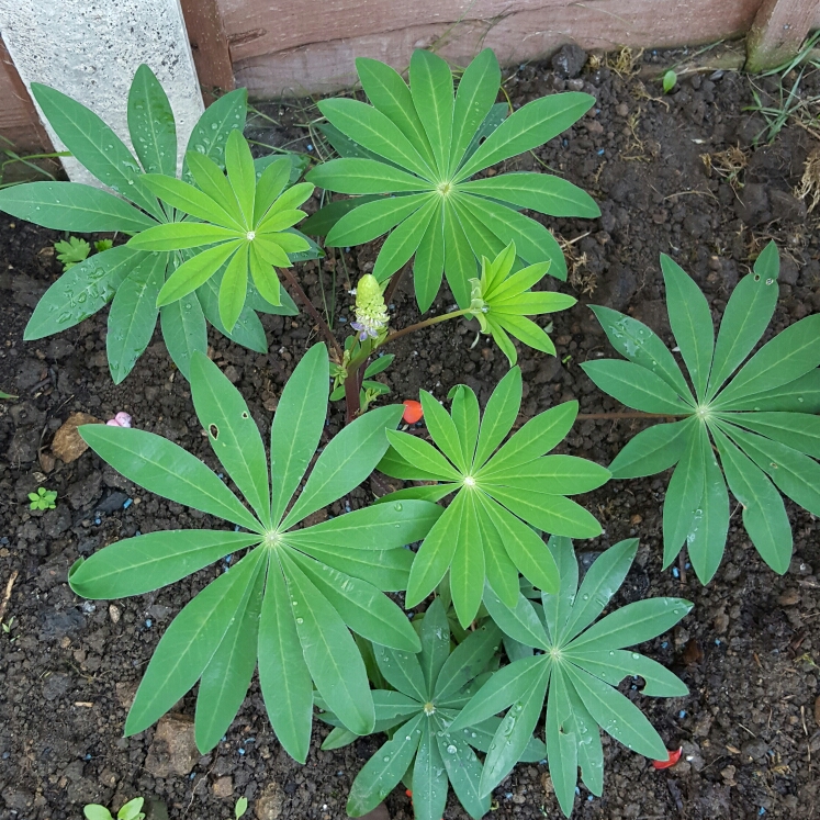 Plant image Lupinus 'Purple Swirl'